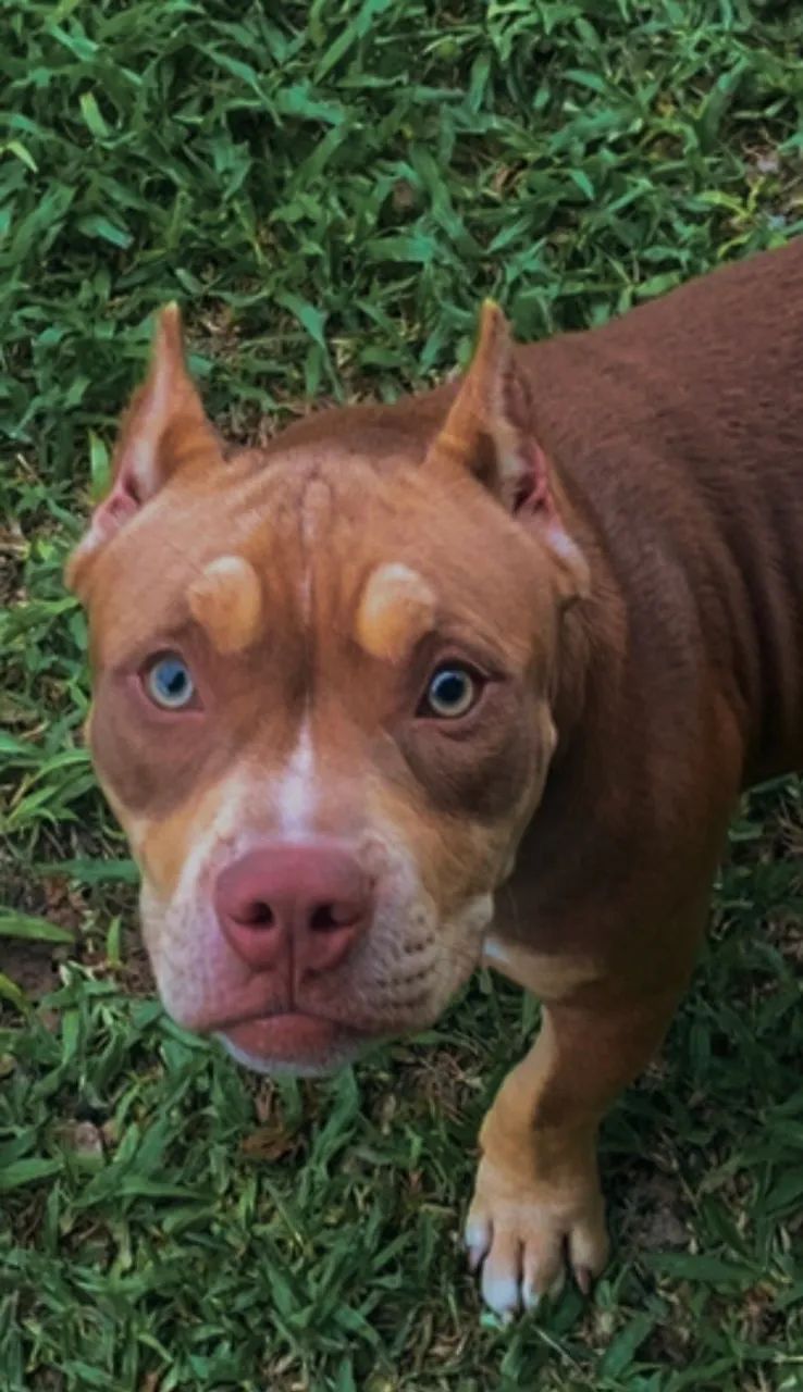 American Bully pocket 