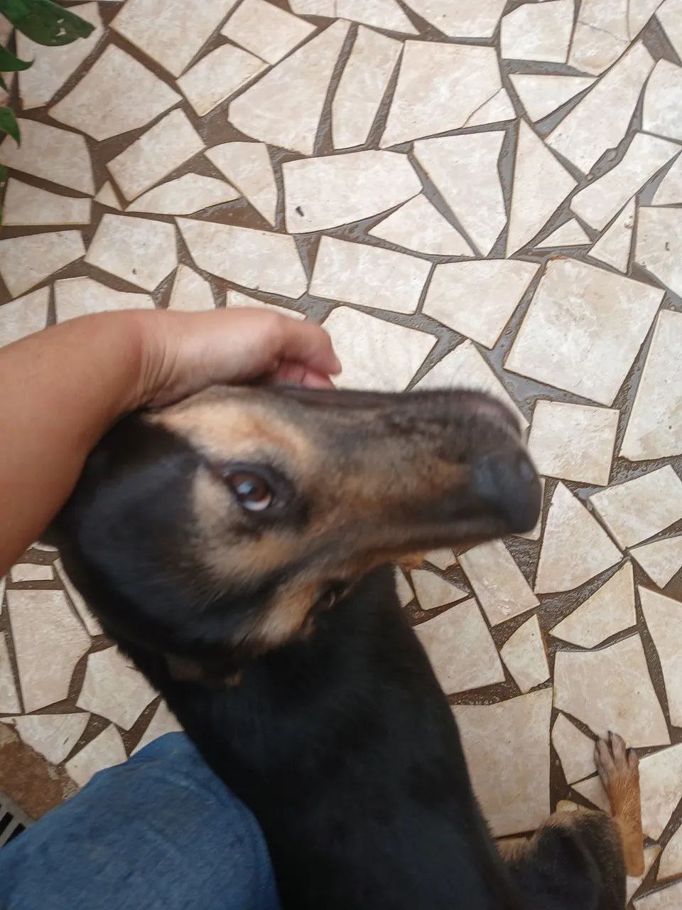 DOA-SE CACHORRO - Foto 4