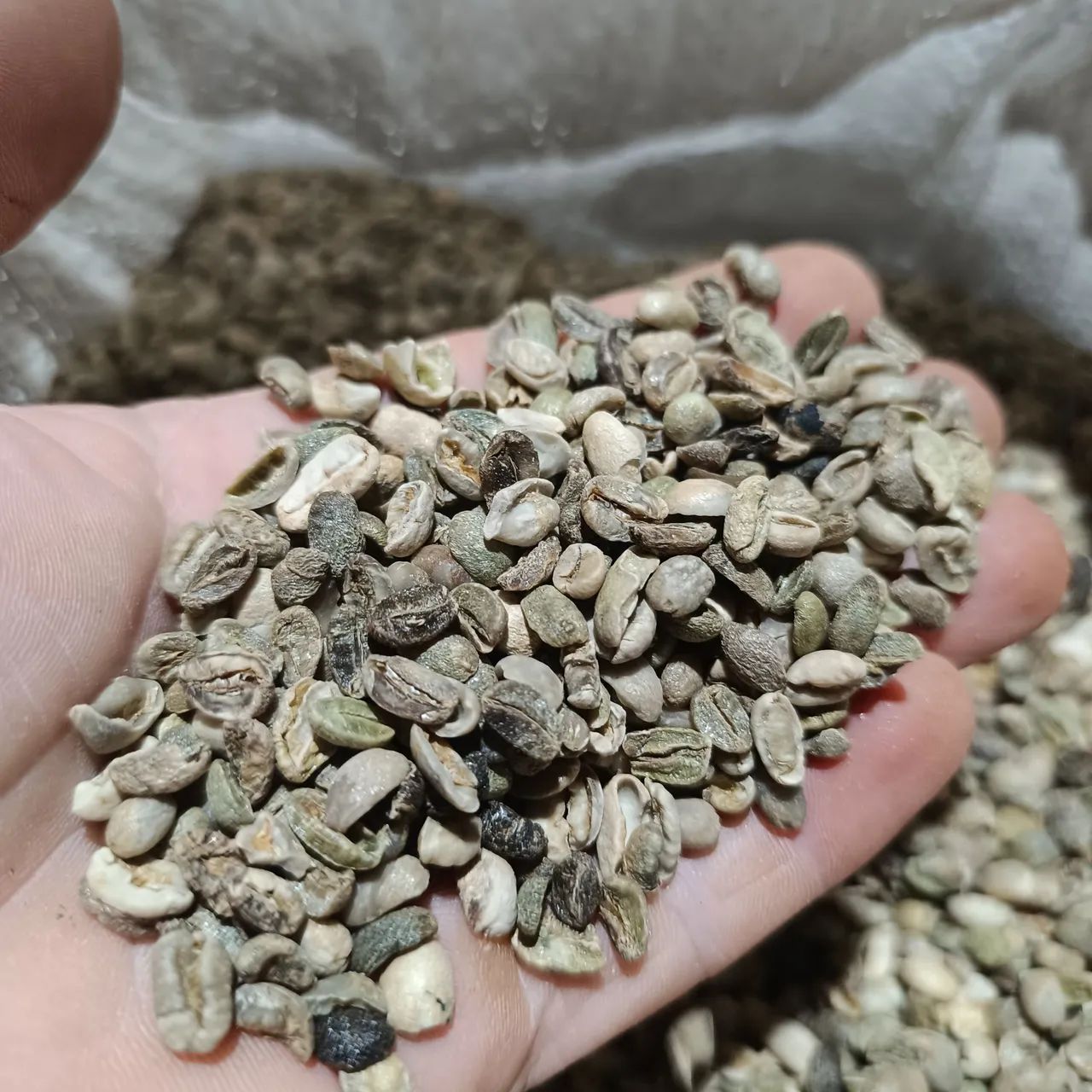 Café cru para torrar 