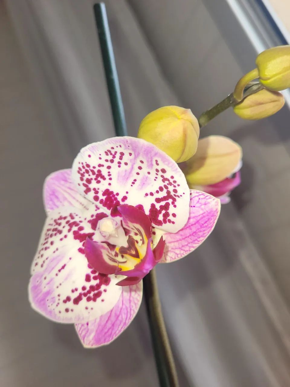 Orquídea 