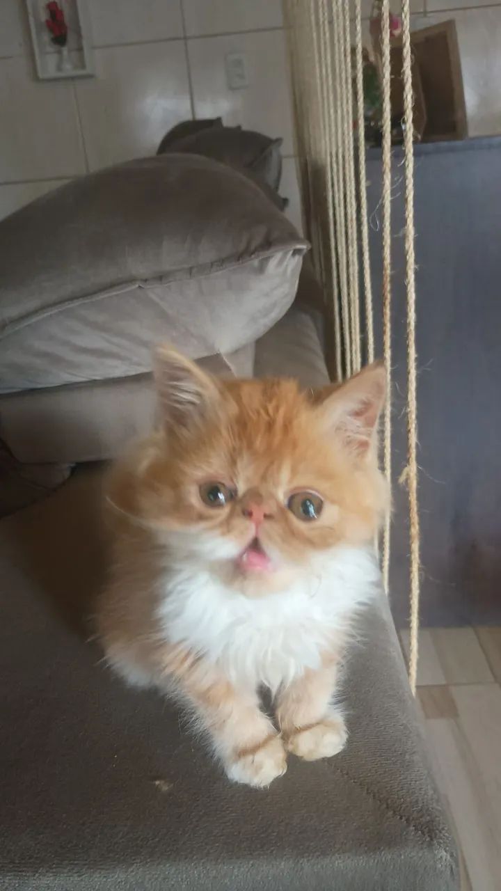 Gato persa