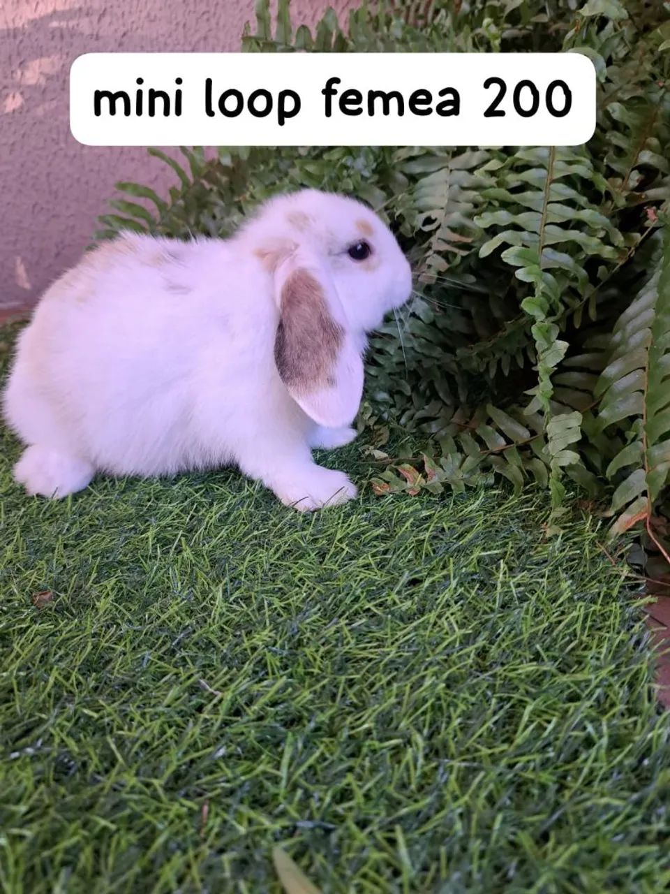 mini coelhos fofos varias opções  - Foto 6