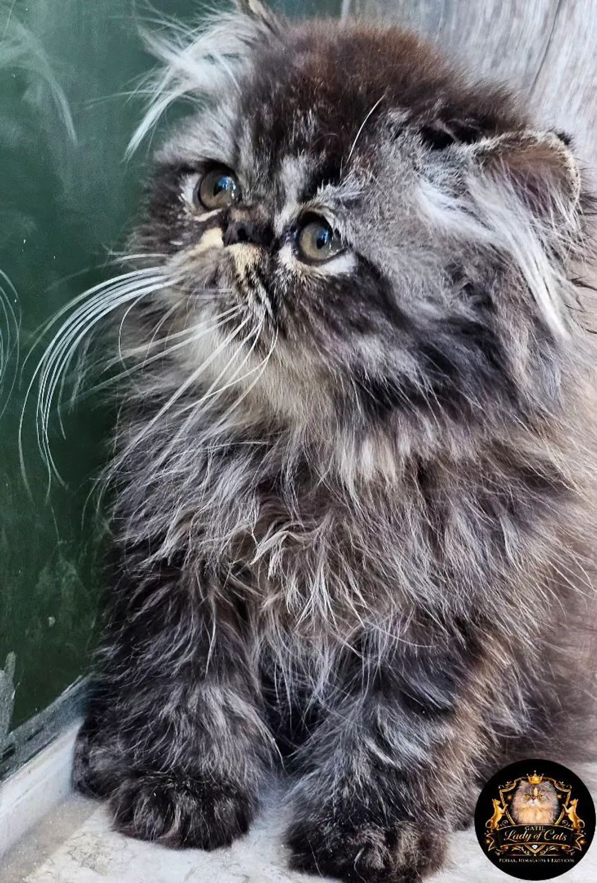 Gato persa macho  - Foto 5