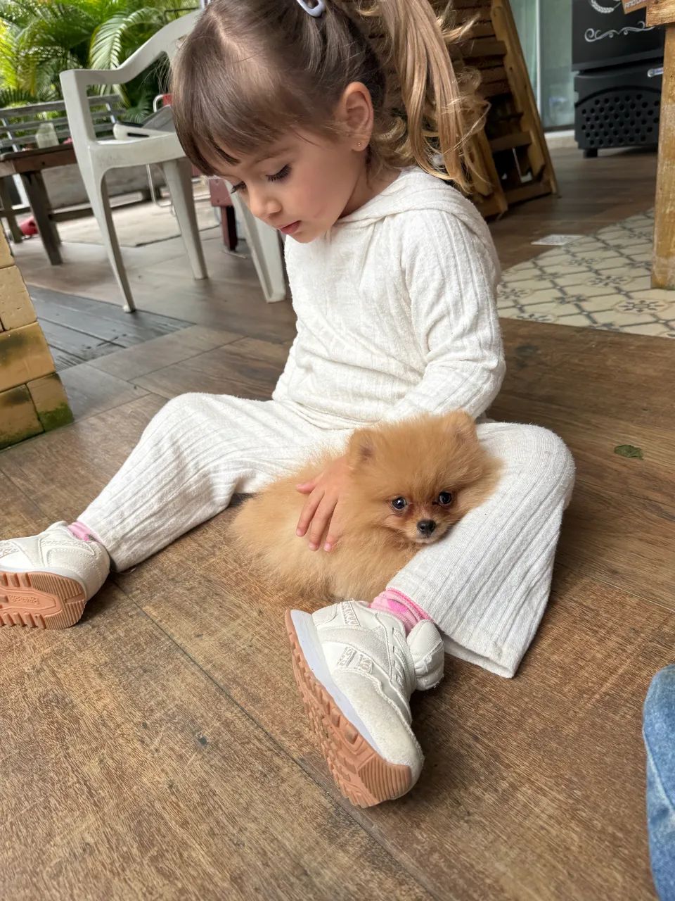 Lulu da pomerania 600 gramas  - Foto 2