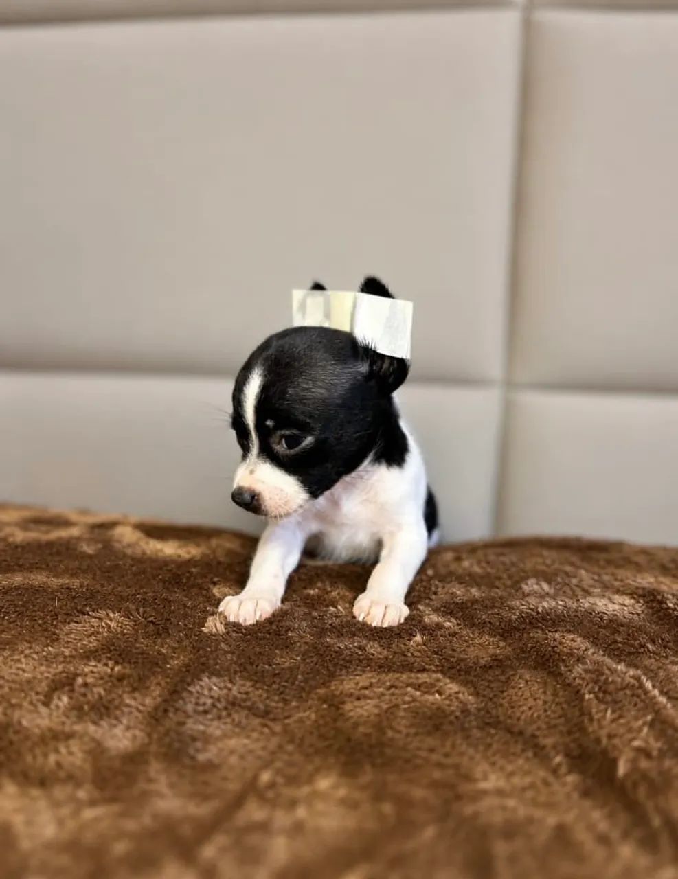 Pinscher 