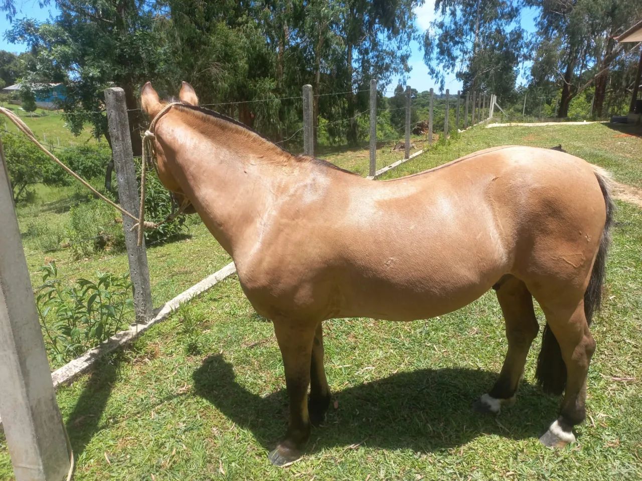 Cavalo crioulo  - Foto 3