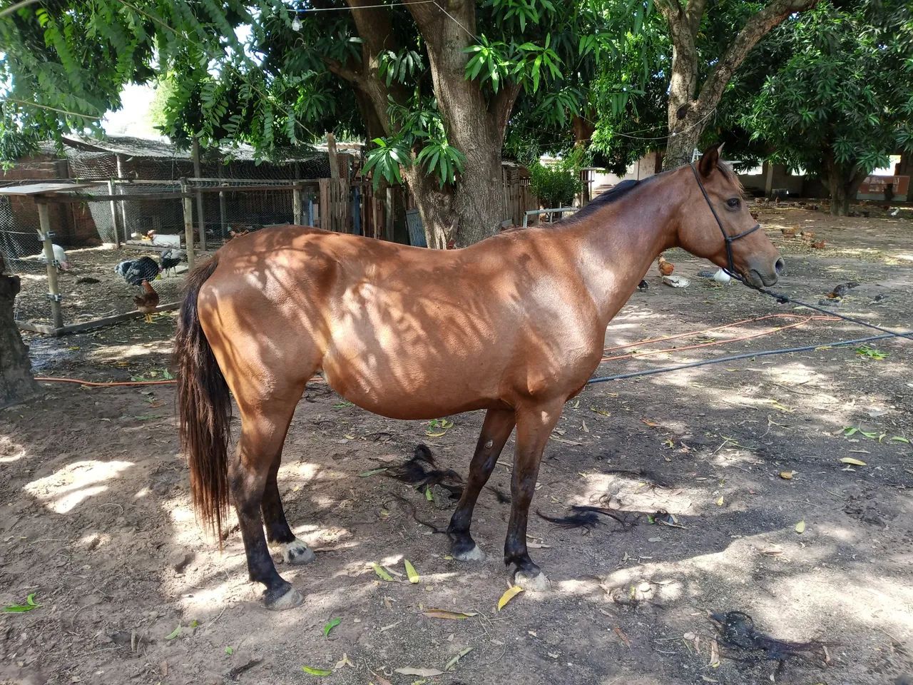 Cavalo 