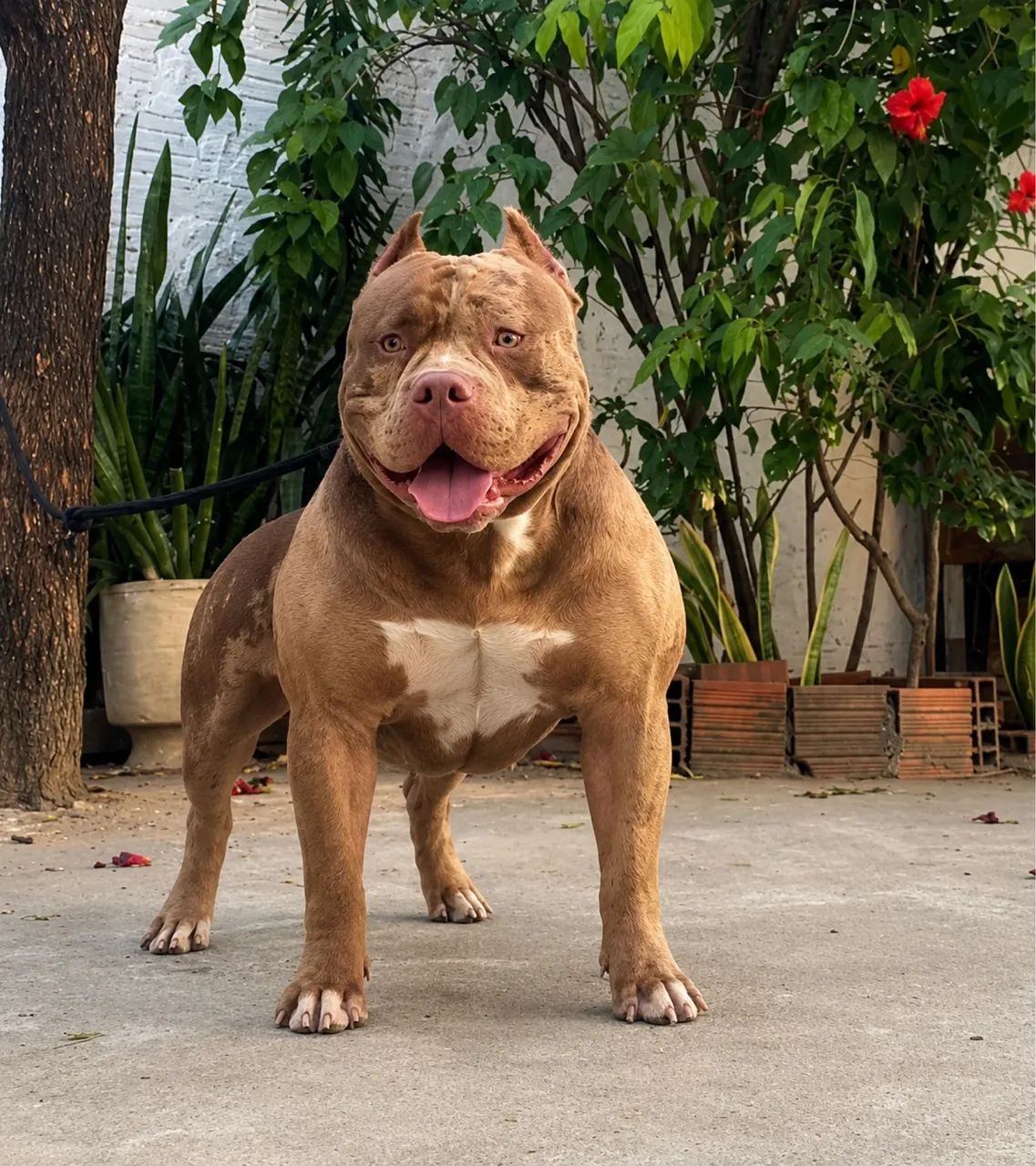 PitMonster com pedigree top 1