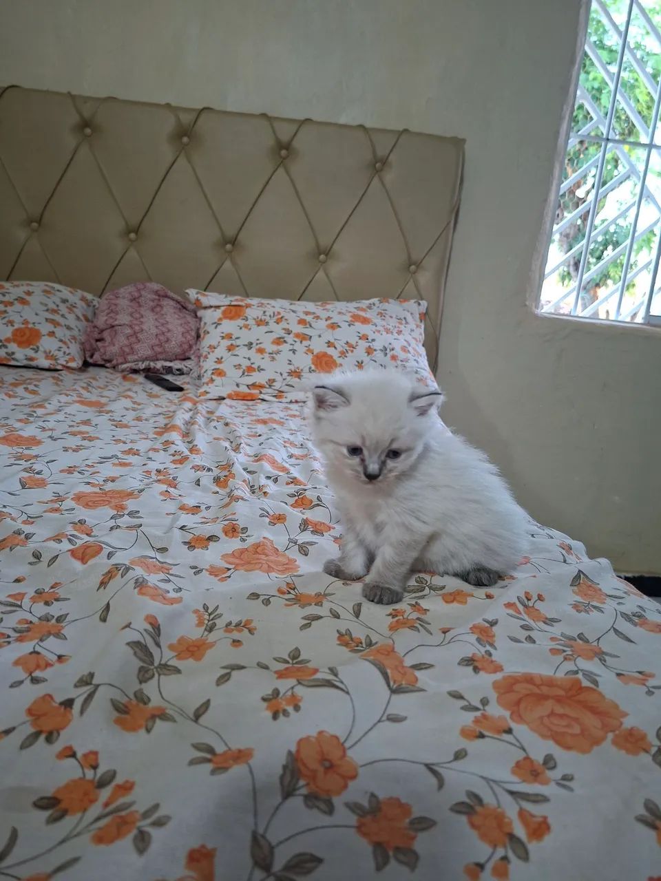Gato Ragdoll  - Foto 3