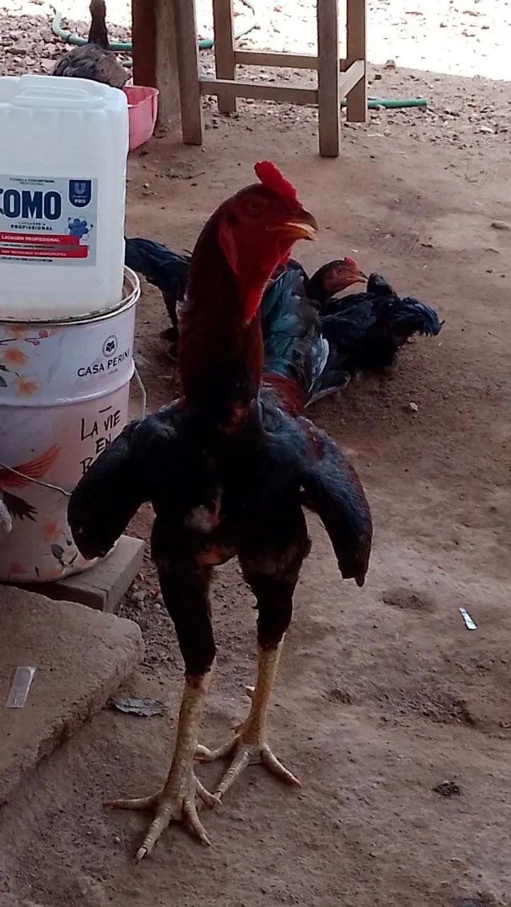 Frango caipira com índio 