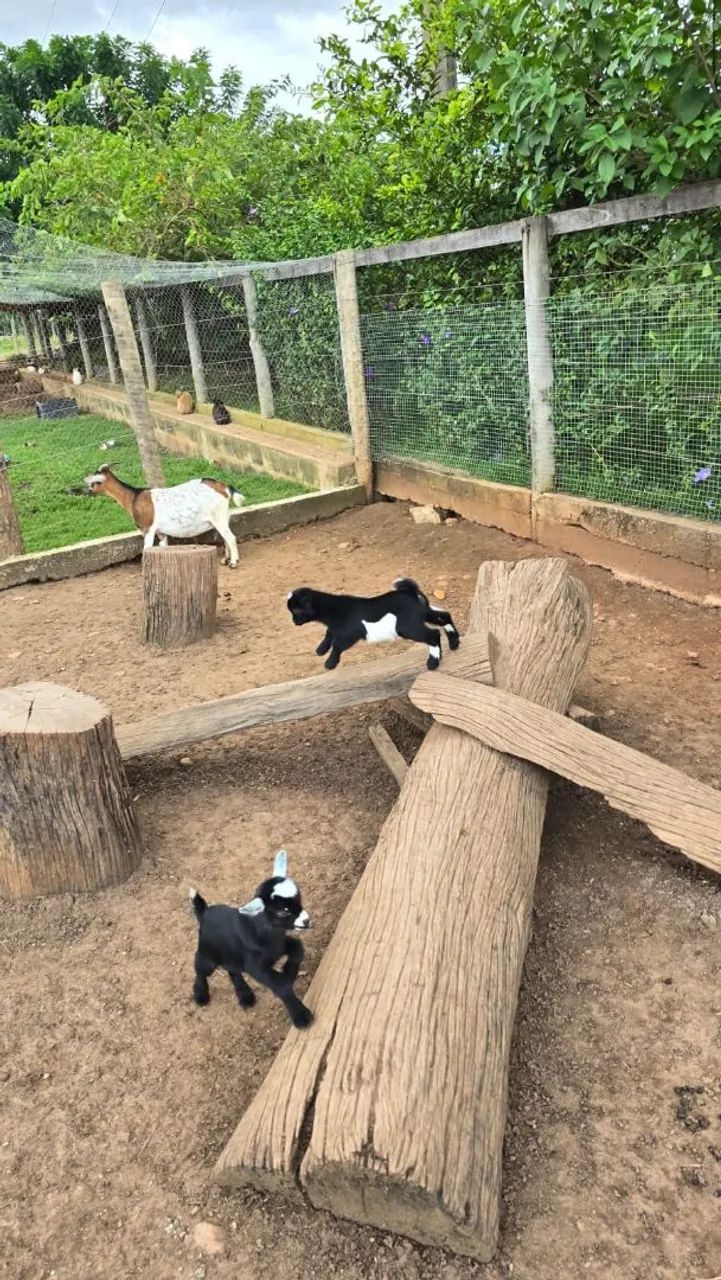 Mini animais / Mini Cabra/ Mini bode - Foto 4