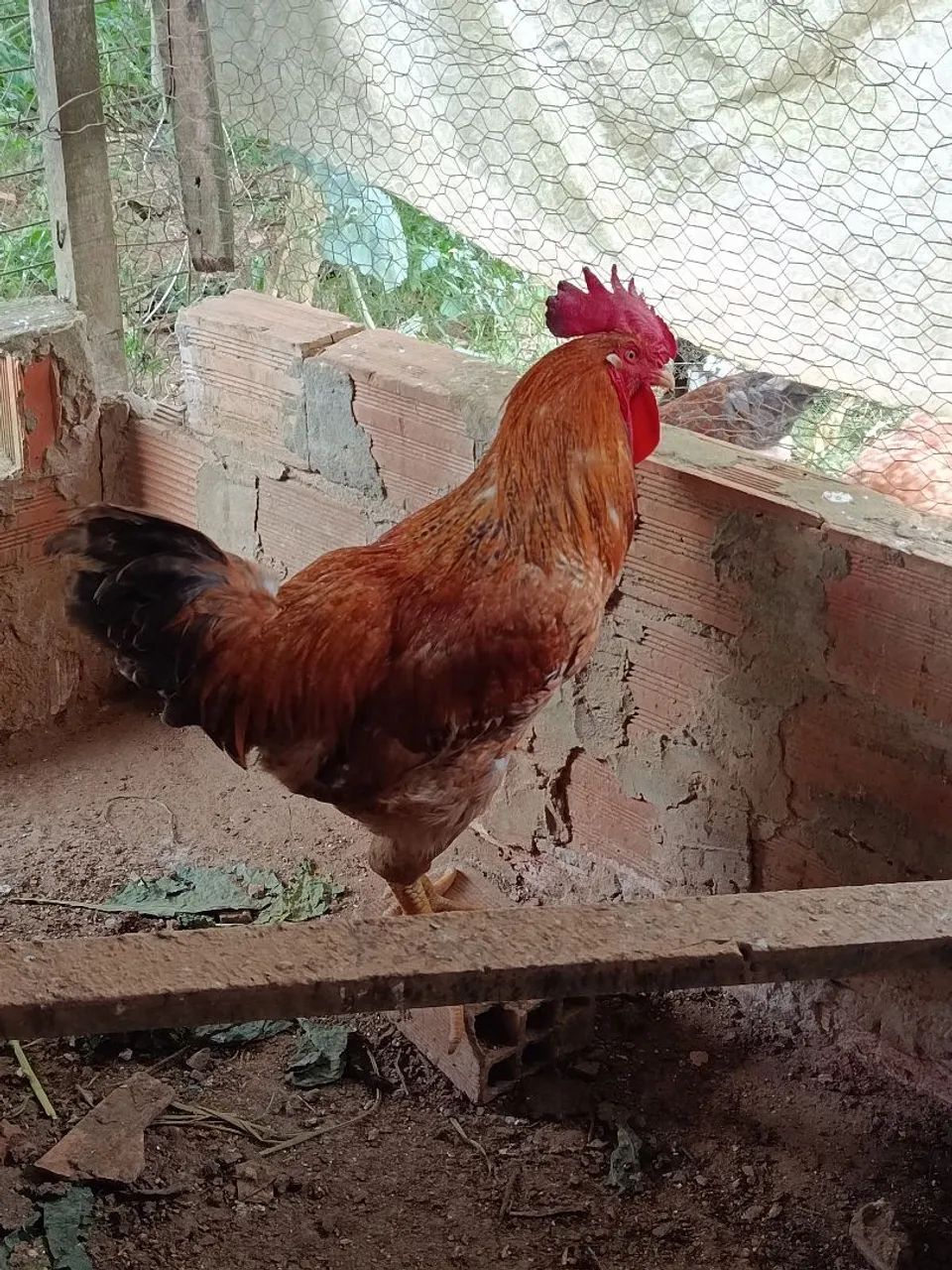 Galo e franguinho