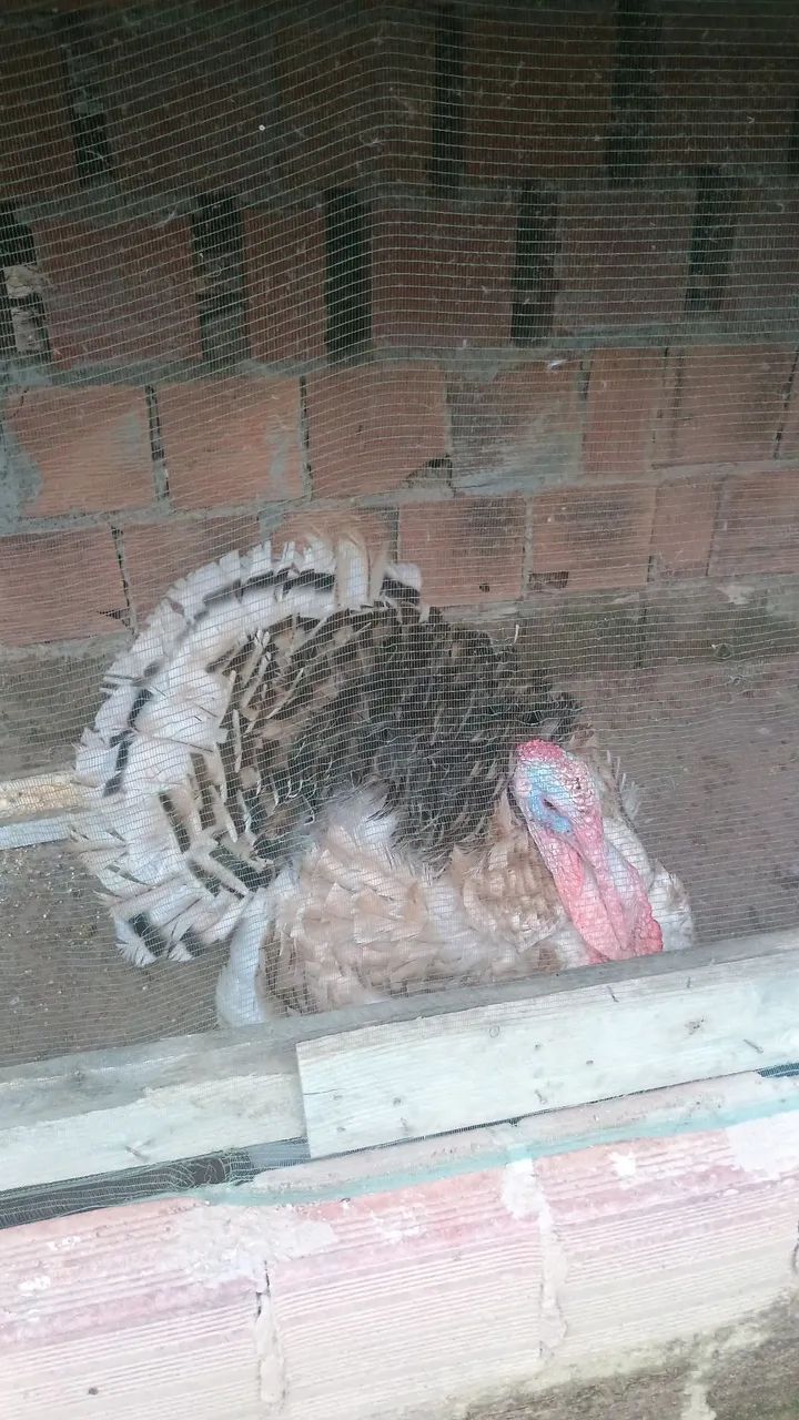 Vende-se perú  - Foto 3
