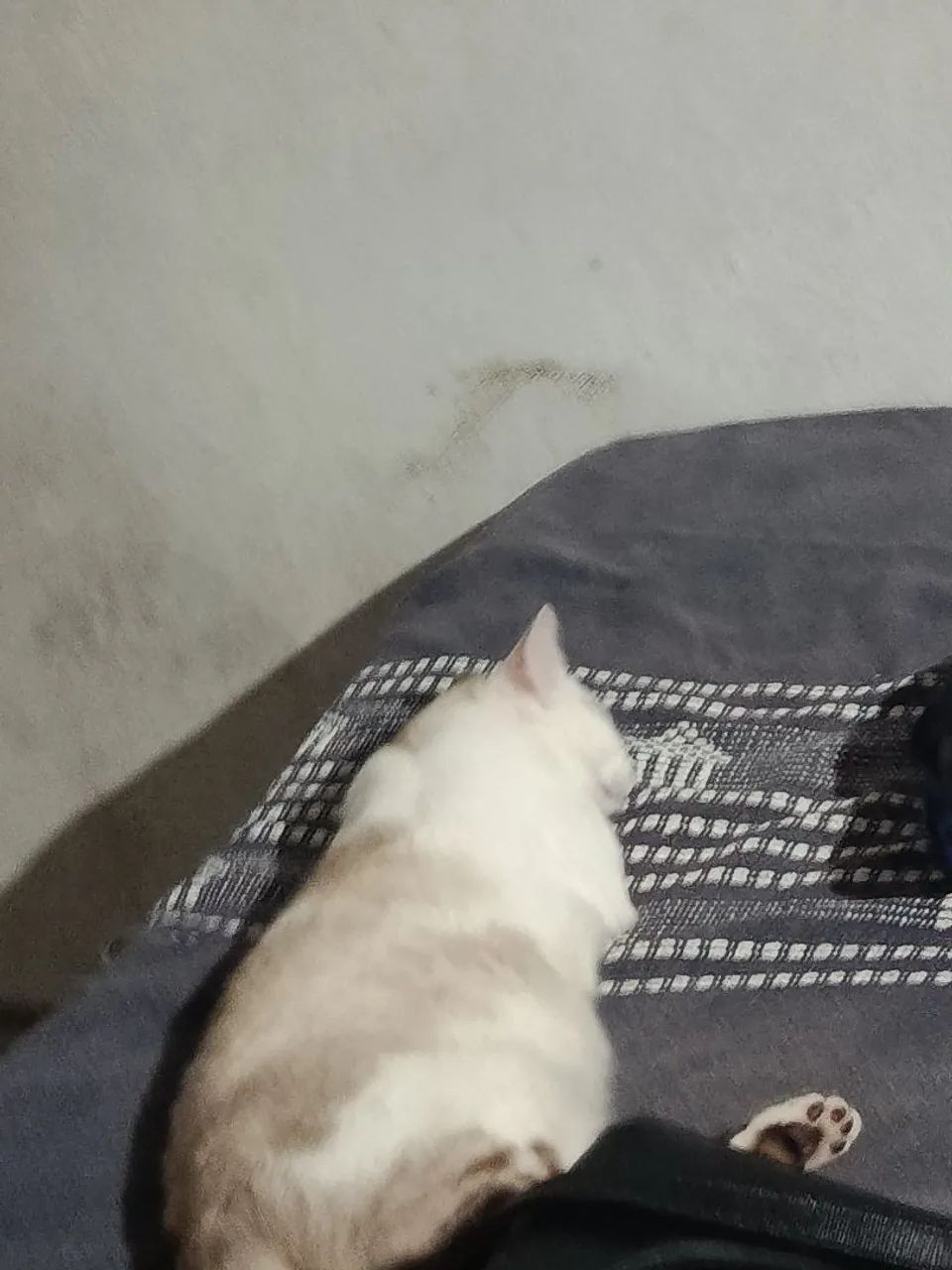GATINHO MACHO DOANDO  - Foto 3