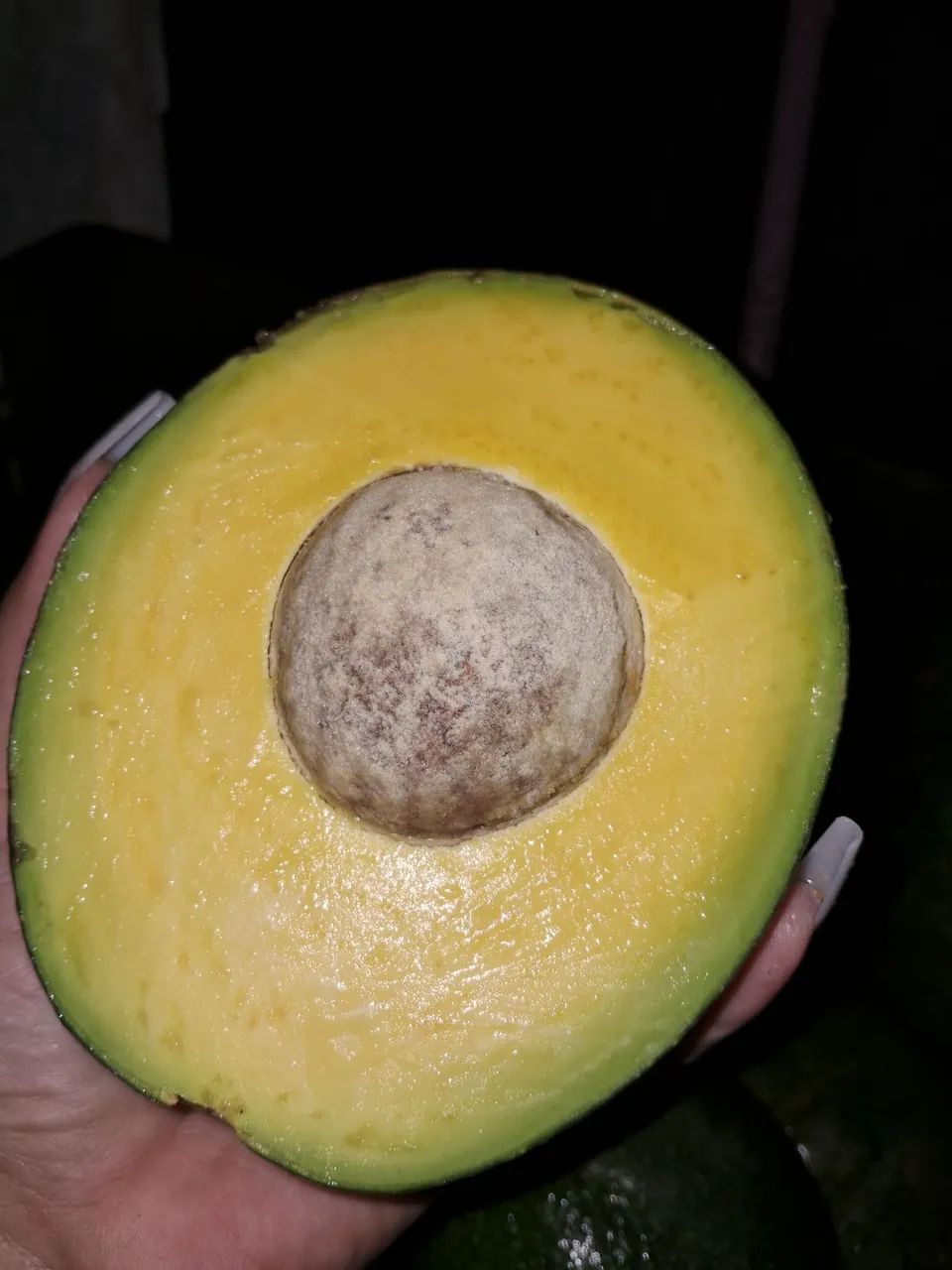 Abacate sem agrotóxicos 