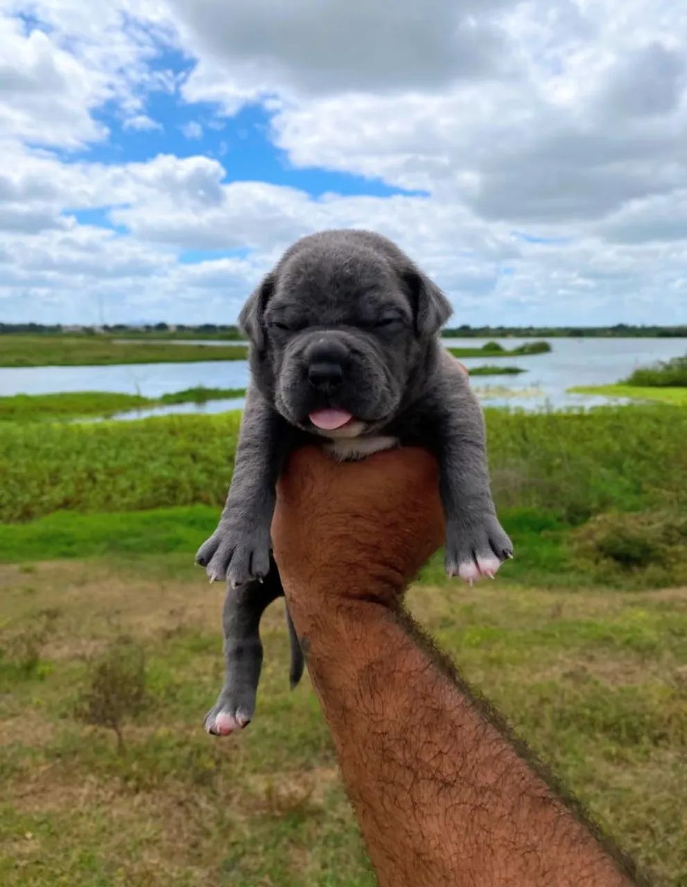 Filhotes de American Bully Pocket