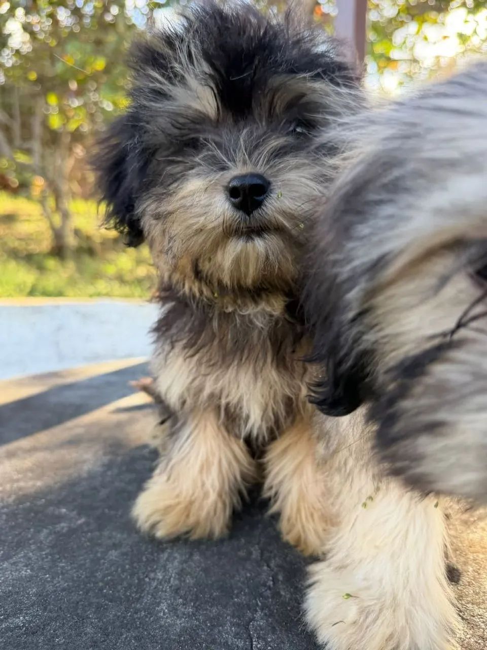 Lhasa Apso lindos machos e fêmeas 