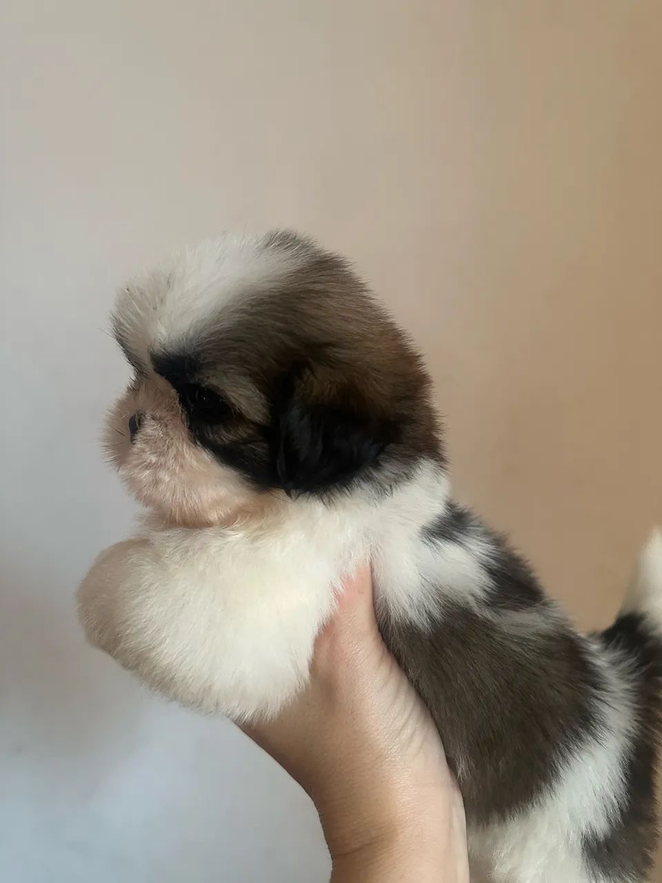 Shihtzu  - Foto 2