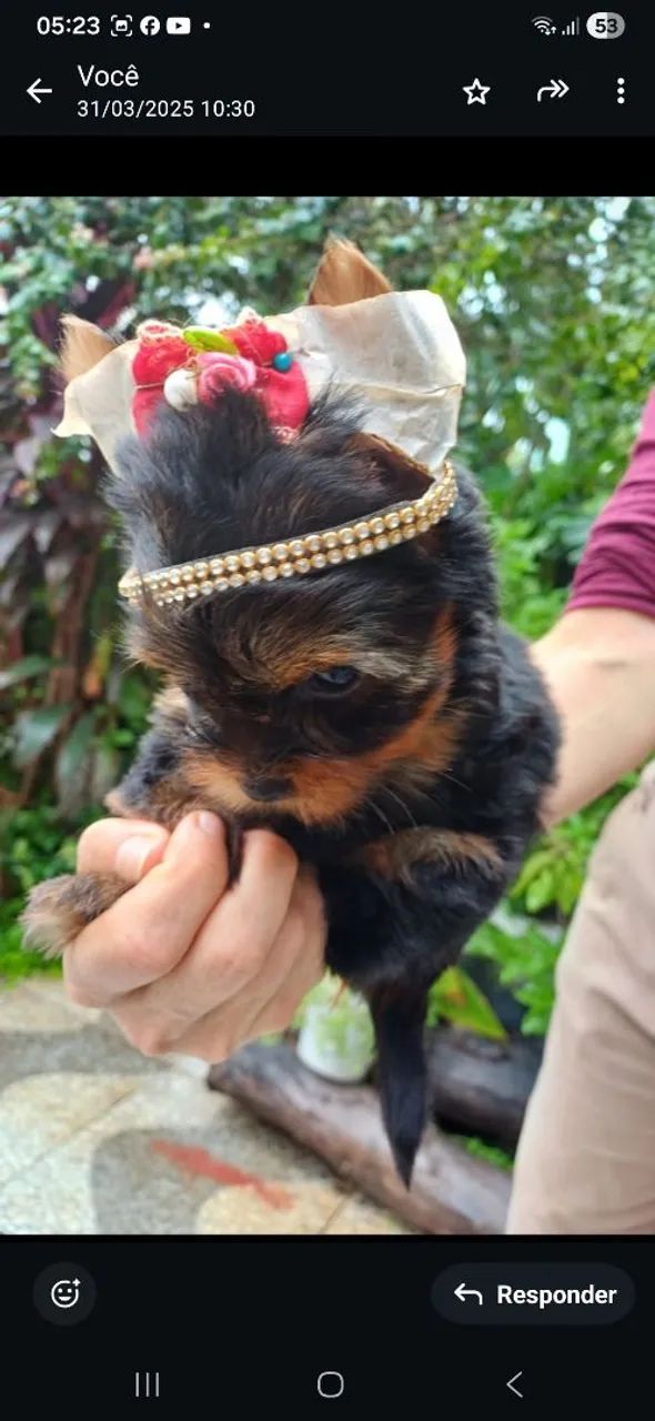 Lindos filhotes mine  de Yorkshire Terrier.