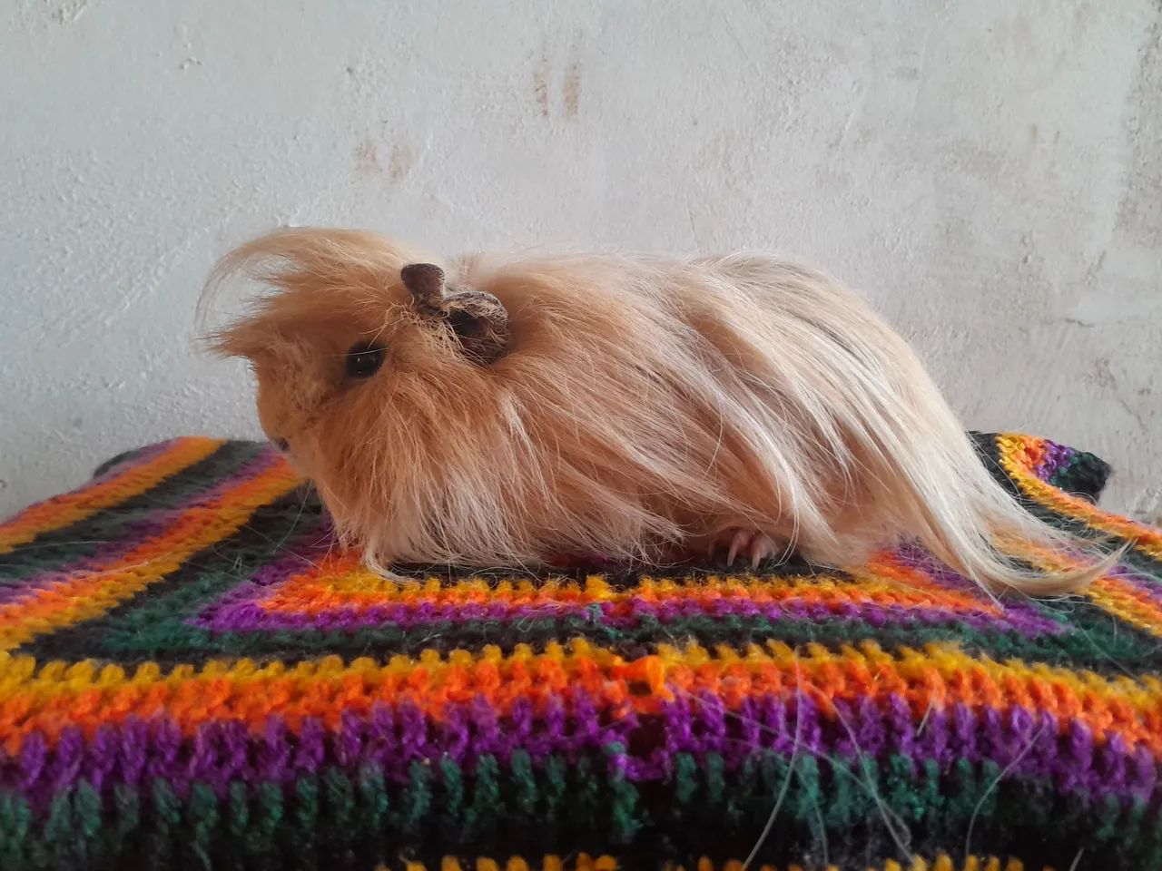 Legítimos filhotes de porquinho da Índia peruano.  - Foto 4