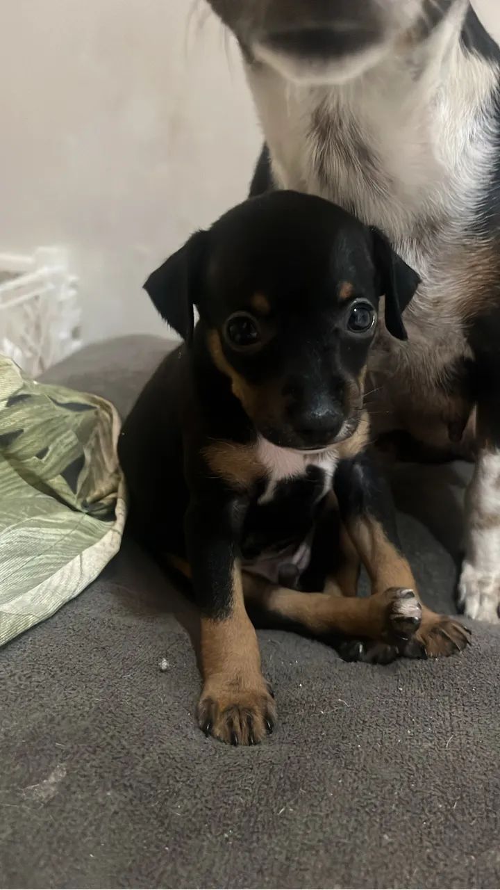 Cachorro  - Foto 2