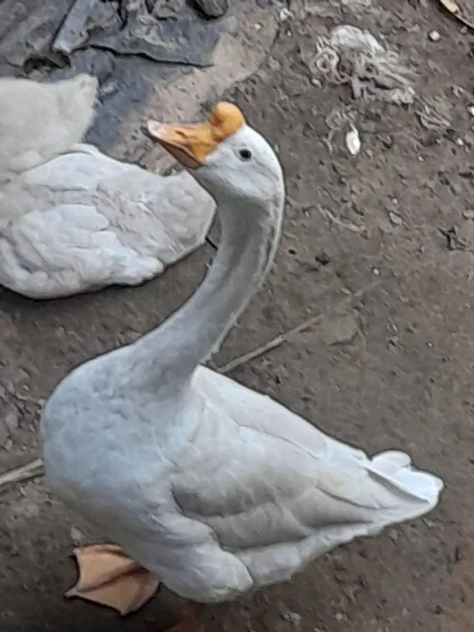 Ganso macho - Foto 3