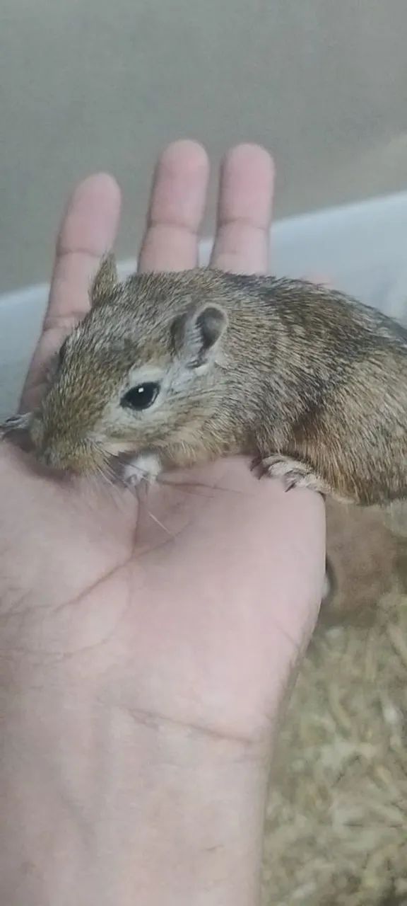 Gerbil (Esquilo da Mongólia) - Filhotes - Foto 2