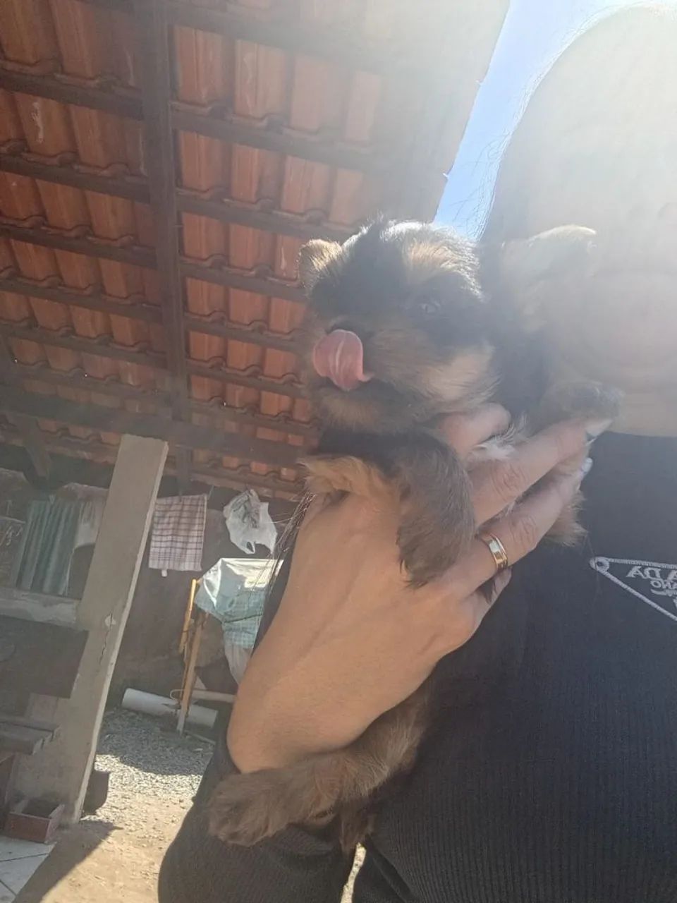 Yorkshire Terrier  - Foto 3