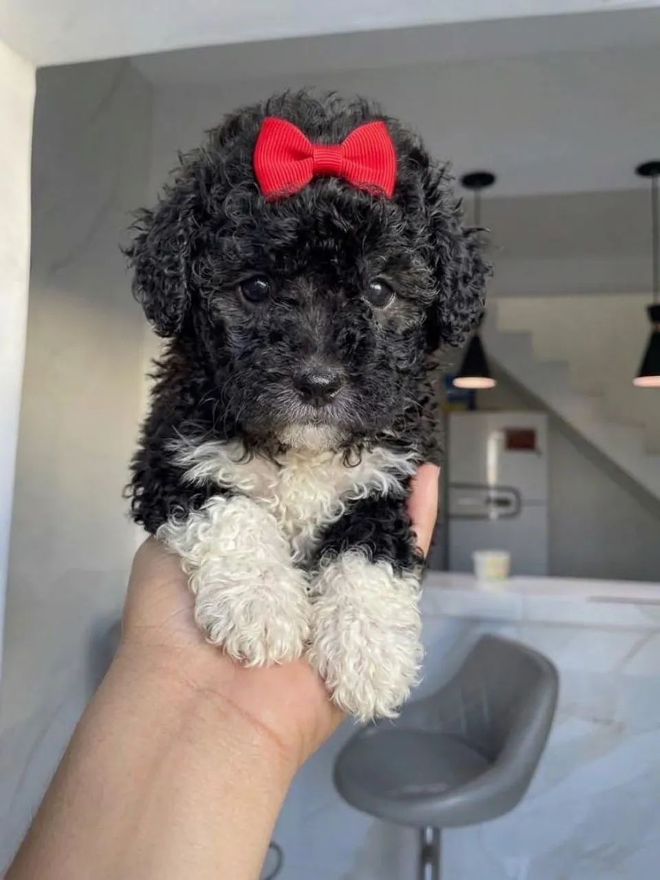Poodle toy  - Foto 2
