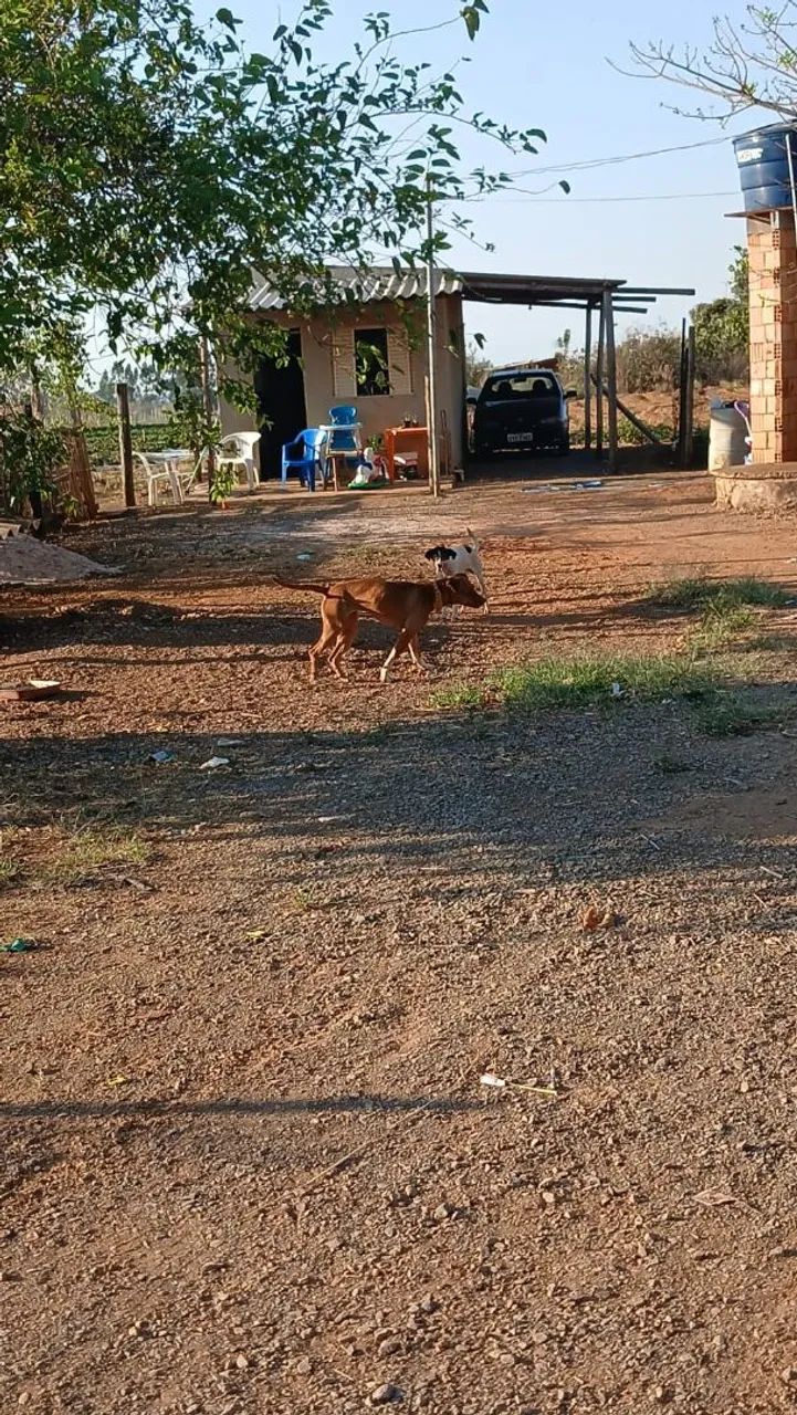 Mini chácara  - Foto 5