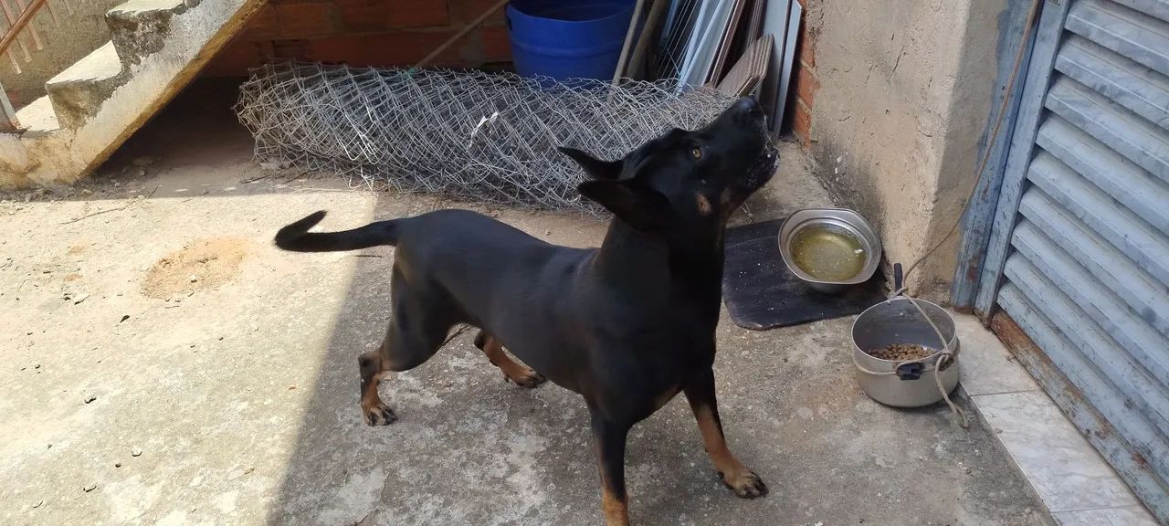 Doa se este cachorro! - Foto 4