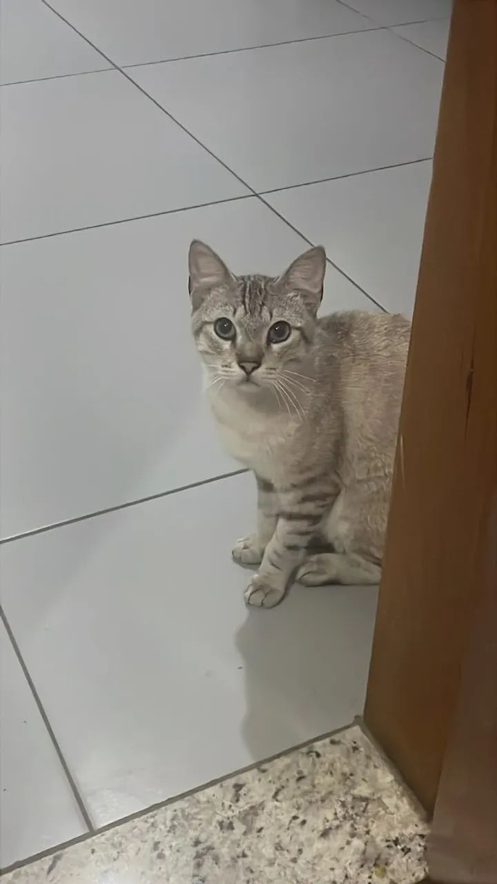 Gato Shane, doação responsável - Foto 3