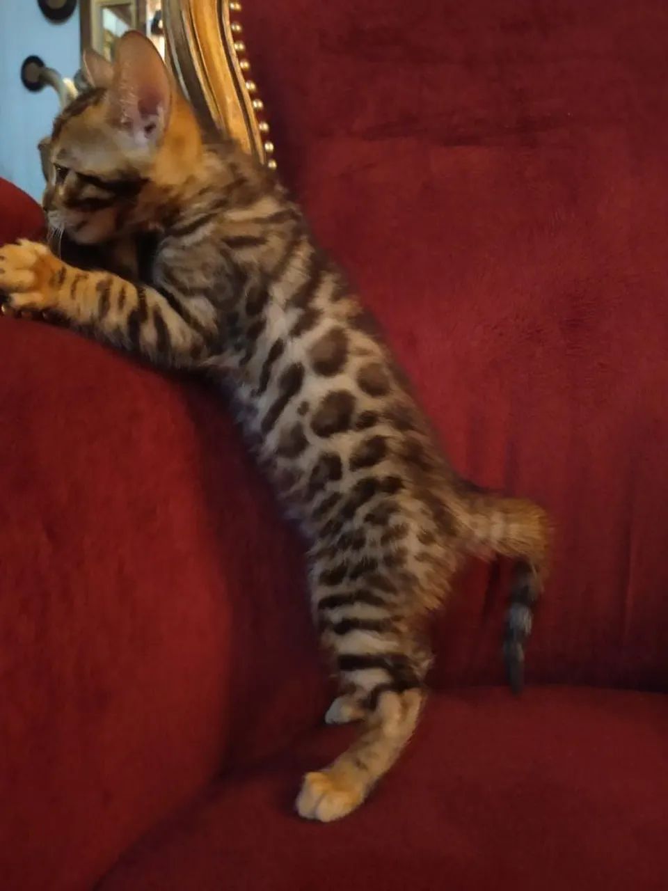 Lindos Bengal  - Foto 2