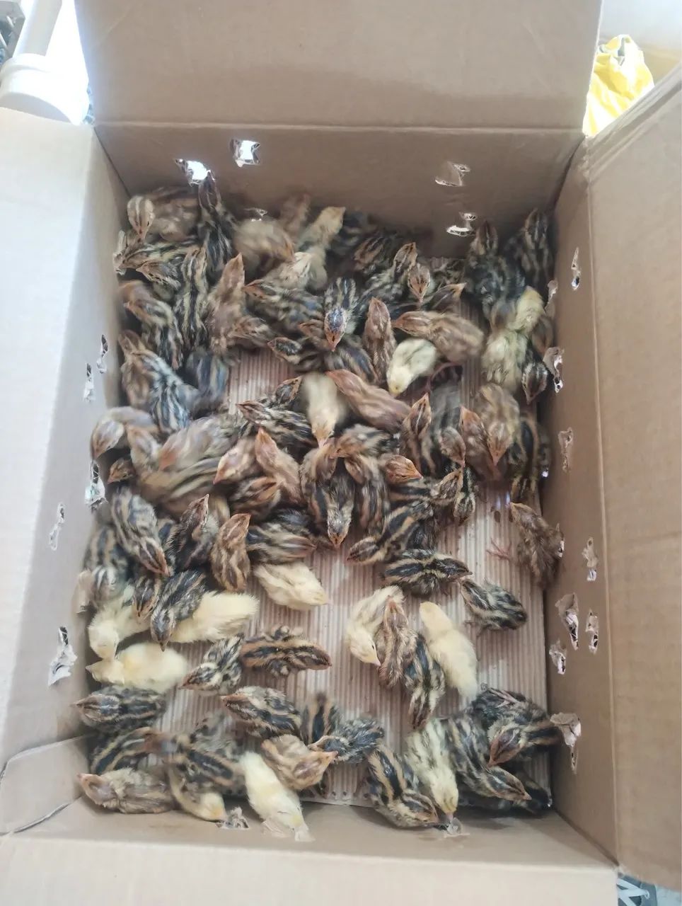 Pintinhos de codorna  - Foto 2