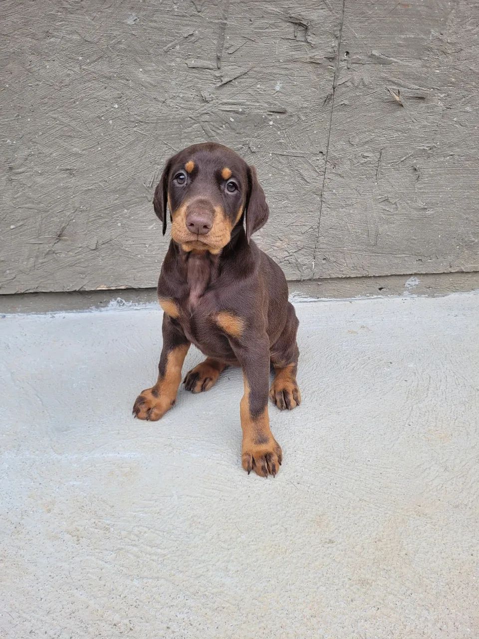 Doberman