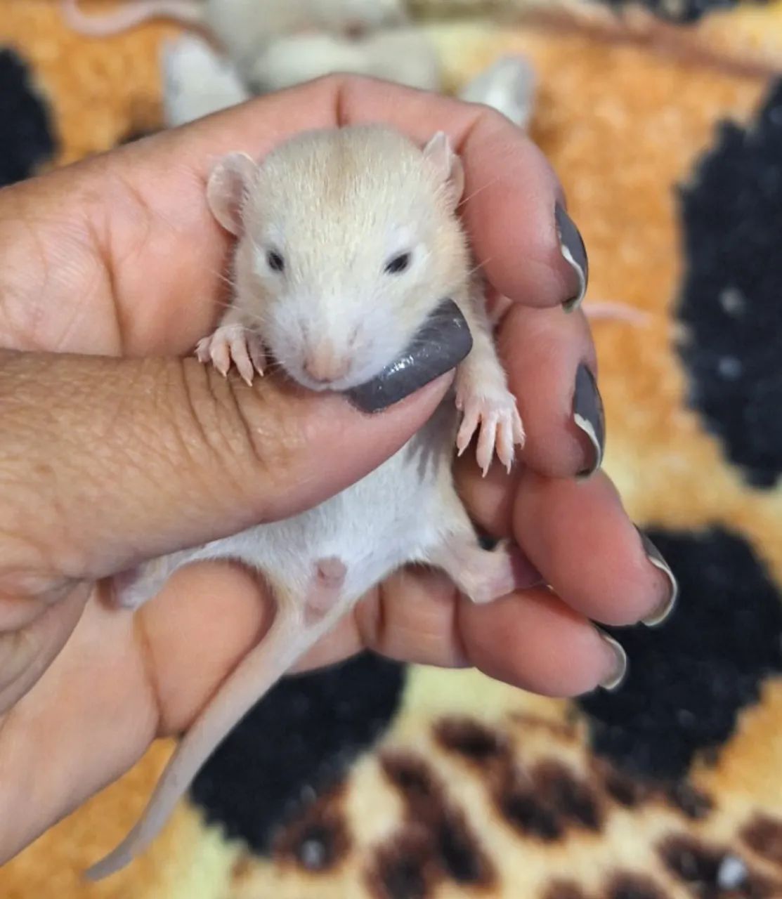 labina racao para roedores - Foto 5