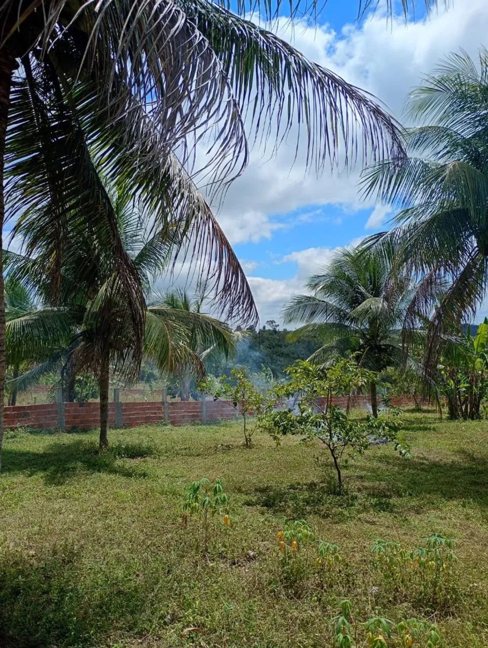 Terreno com casa, área externa e plantações  - Foto 4