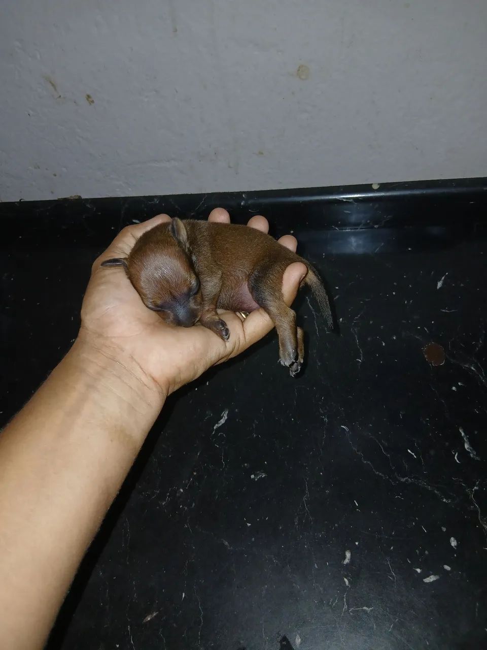 Animais 