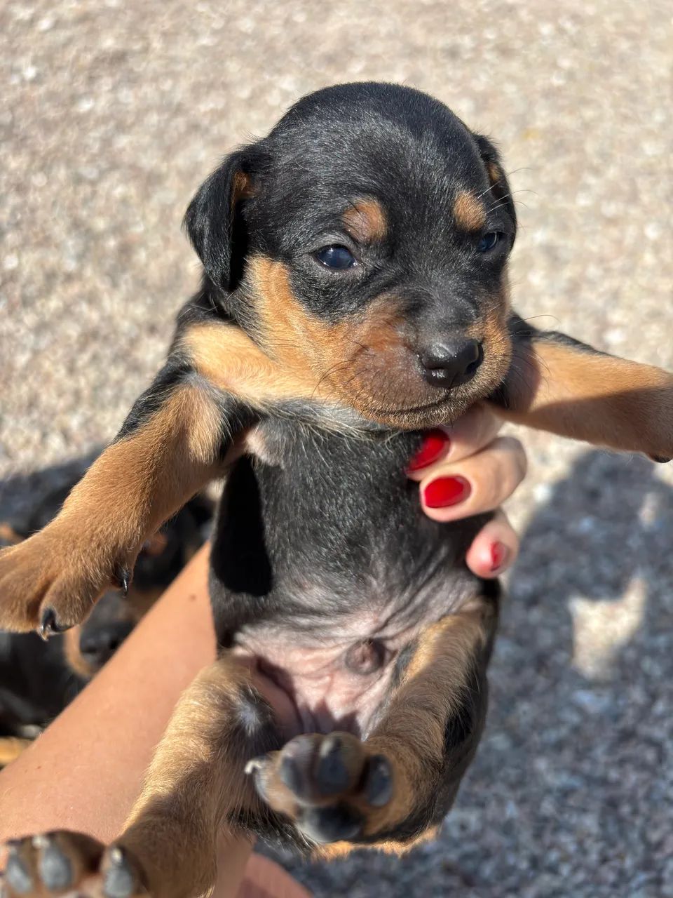 Cachorrinho pincher - Foto 4