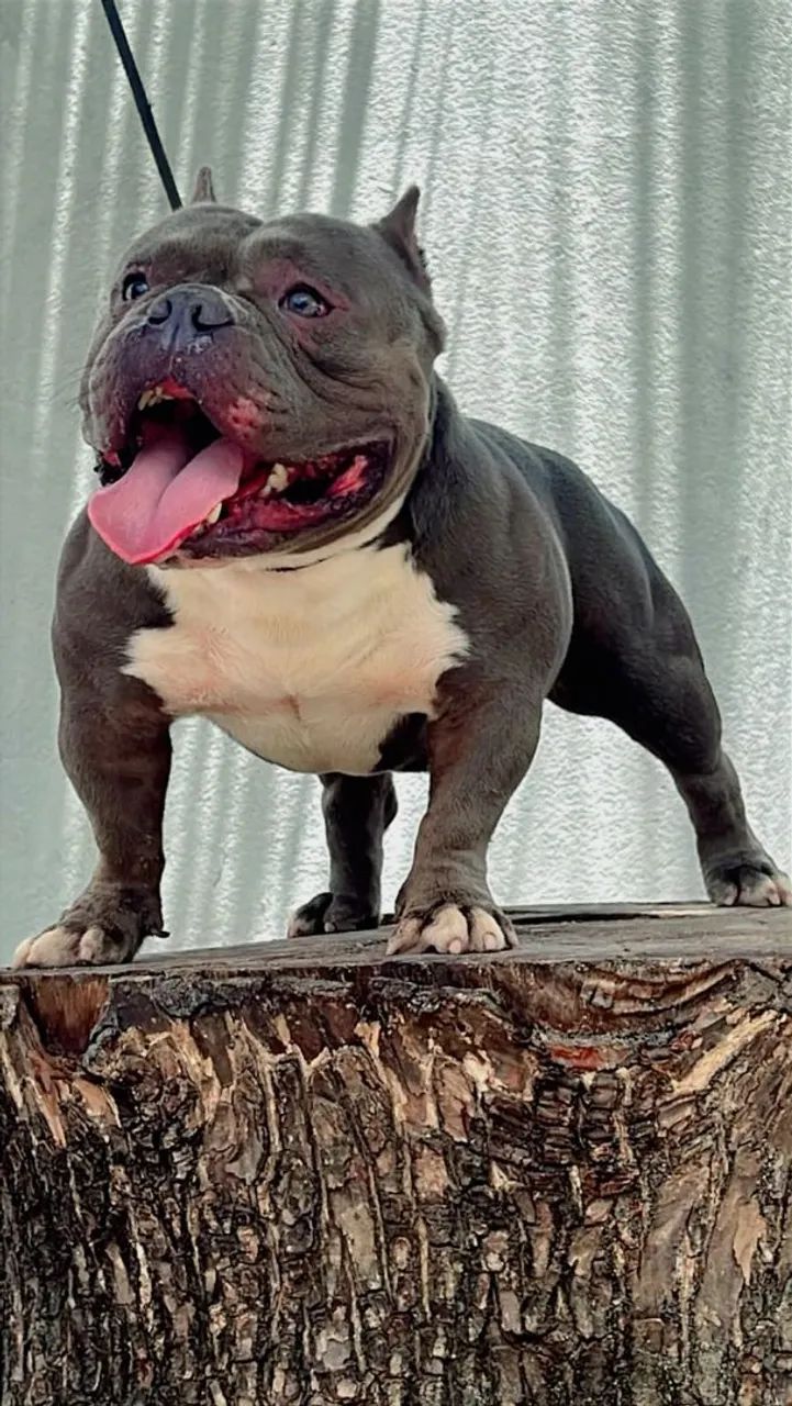 American Bully Micro - Para vender HOJE - Foto 3