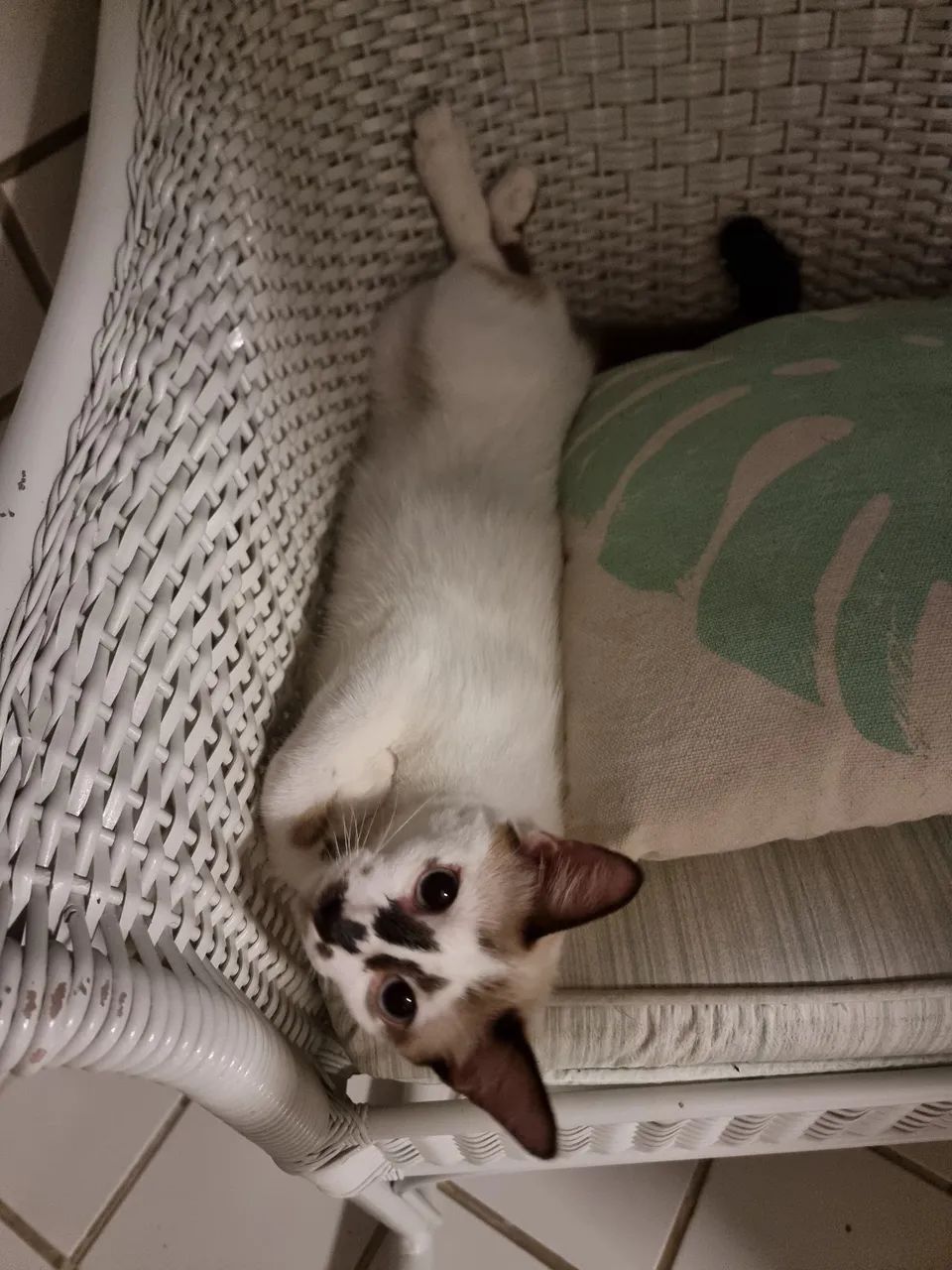 Gata para adoção - Tapioca - Foto 3