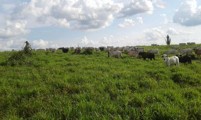 Fazenda 388 alqueires top #ref082 - Foto 4