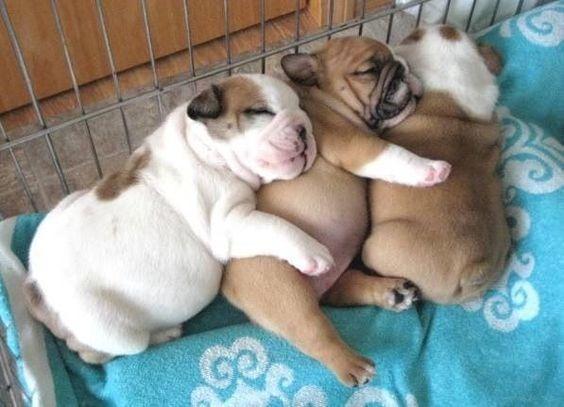 Bulldog Inglês Lindos filhotes a pronta entrega, 15 anos de trabalho - Foto 2