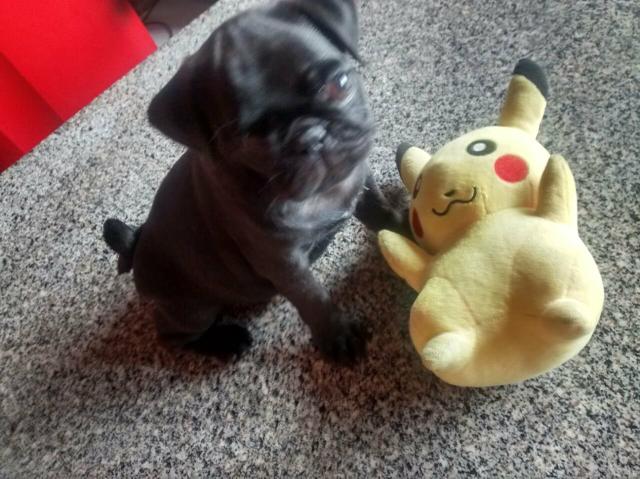 Filhotes de pug pra resrva macho e femeas