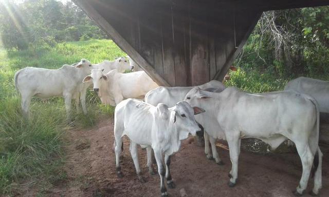 Fazenda 388 alqueires top #ref082 - Foto 7