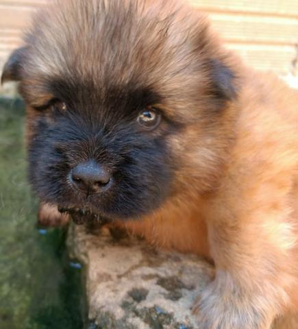 Filhotes de Chow Chow - Foto 4