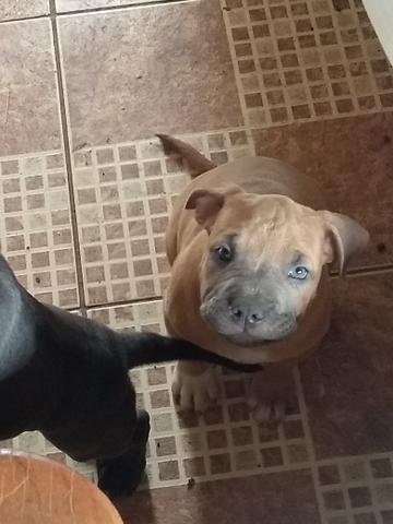 American Bully - Foto 2