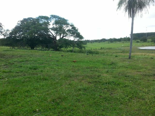 Vendo várias fazendas no estado Ms - Foto 2