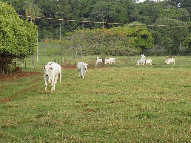 Avaré-Sp, Fazenda 35 Alqueires - Foto 4