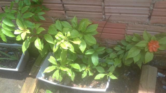 Planta ora por nobres - Foto 2